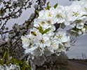 Orchard Blossom 135